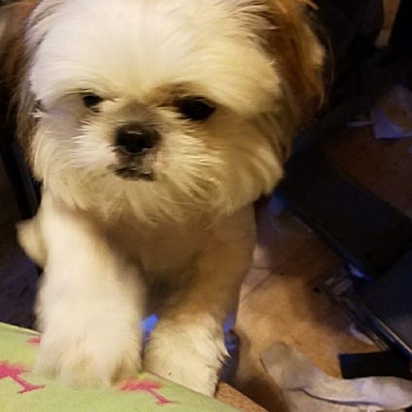 Meet your Posher, Jeff - Picture 1 of 1